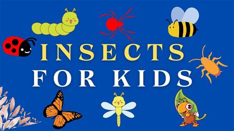 Insects For Kids Insects For Kindergarten Preschool Toddlers Lkg