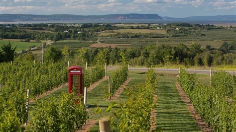 Wine Research Lab Coming To Annapolis Valley The Signal