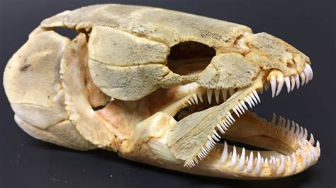 Bowfin Skull Youtube