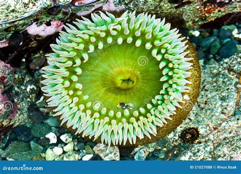 Sea Anemone Stock Photo Image Of Anemone Flower Predatory