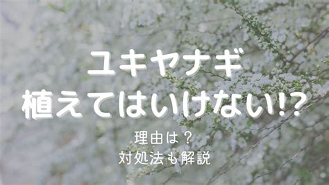 ユキヤナギを庭に植えてはいけない本当の理由とは？注意点を解説 みゆ庭