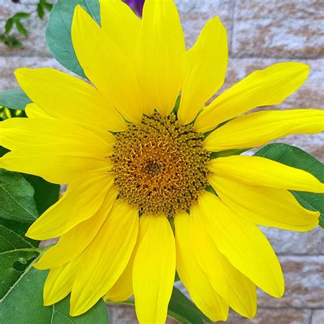 7 Favorite Sunflower Varieties for Fall | Family Handyman