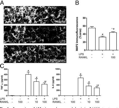 Figure 1 From OPG RANKL RANK Axis Is A Critical Inflammatory Signaling