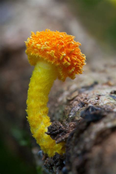 Rainforest Fungi 2 Stuffed Mushrooms Fungi Plant Fungus