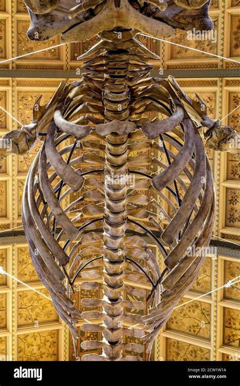 Hope The Blue Whale Skeleton Is Suspended From The Ceiling In Hintze