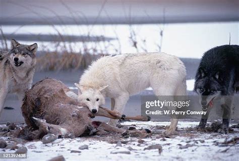 112 Grey Wolf Eating Stock Photos, High-Res Pictures, and Images ...