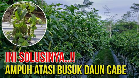 Cabe Tumbuh Subur Solusi Dan Cara Atasi Busuk Daun Pada Cabe Yang