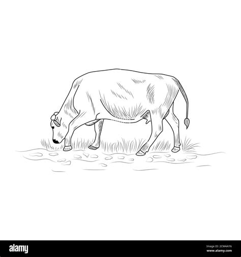 Detail Sketsa Gambar Sapi Makan Rumput Koleksi Nomer 35