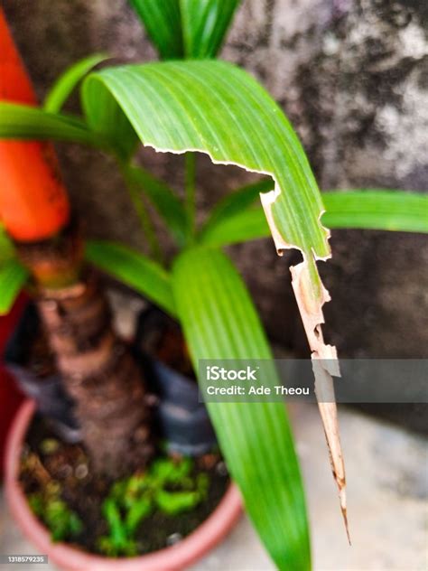 Daun Rusak Berarti Dimakan Oleh Serangga Foto Stok Unduh Gambar