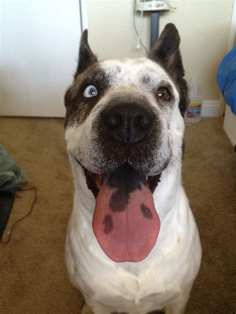 coolest  dog  neogaf