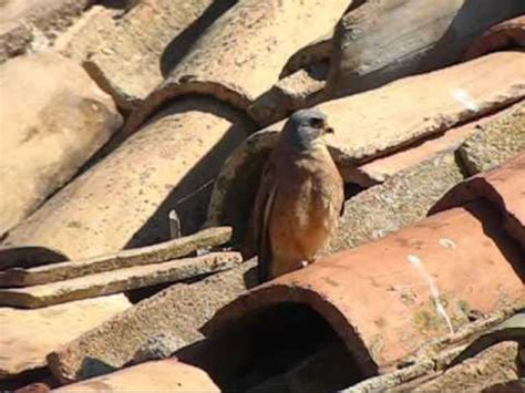 Cernicalo Primilla Falco Naumanni Lesser Kestrel YouTube