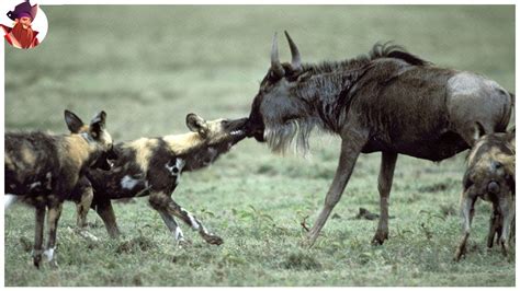 Top Imagen Perros Salvajes Cazando Leones Abzlocal Mx