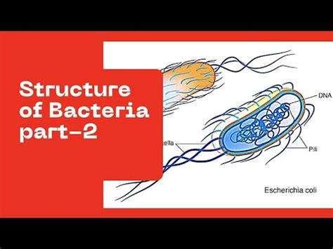 Structure Of Bacteria Part 2 YouTube