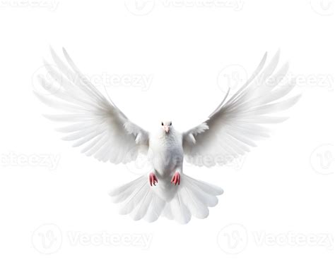 White Dove Flying Free With Open Wings Front View Isolated On A