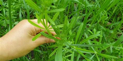 Balade Botanique Et Cuisine Des Plantes Sauvages En Plein Paris