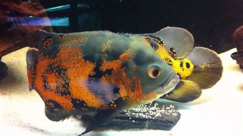 Oscar Fish - Breeding - Laying Eggs. Money Time... Bouncing Baby Oscars ...