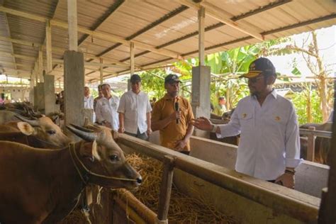 Kementan Jumlah Hewan Kurban Surplus 1 4 Juta Ekor Pada Idul Adha 2023