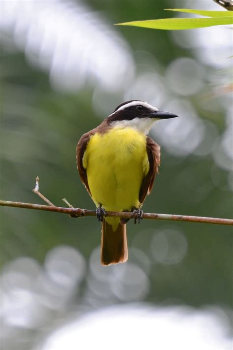 Oiseaux Du Costa Rica