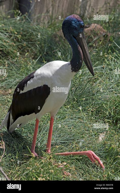 The Male Black Necked Stork Is Sitting On The Grass Stock Photo Alamy