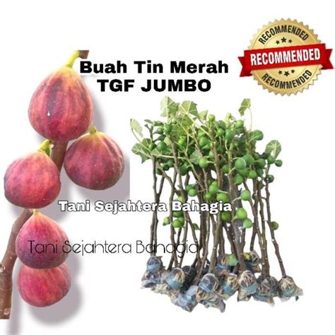 Jual Bibit Tanaman Buah Tin Merah TGF Jumbo 3 Bulan Berbuah Shopee