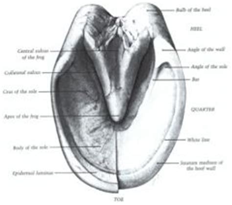 Gross Spring Equine And Ruminant Digits Mt Check Flashcards