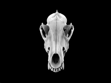 Dire Wolf Skull Drawing