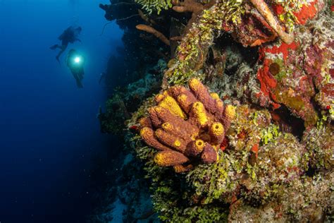 Exploring the Unforgettable Wall Dives of West Caicos | Scuba Diving