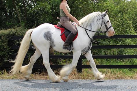 Irish Cobs For Sale Cairnview Stud