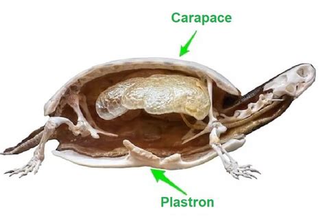 Does a Turtle Live Without Its Shell? Turtle Shells Explained