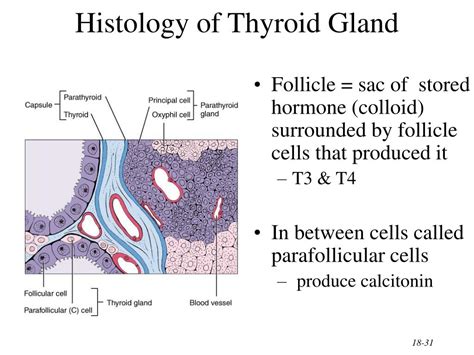 PPT - The Endocrine System General Functions of Hormones PowerPoint ...