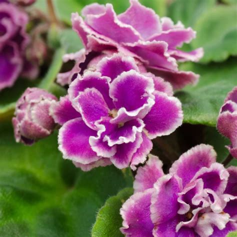 How To Grow Trailing African Violets African Violet Resource Center