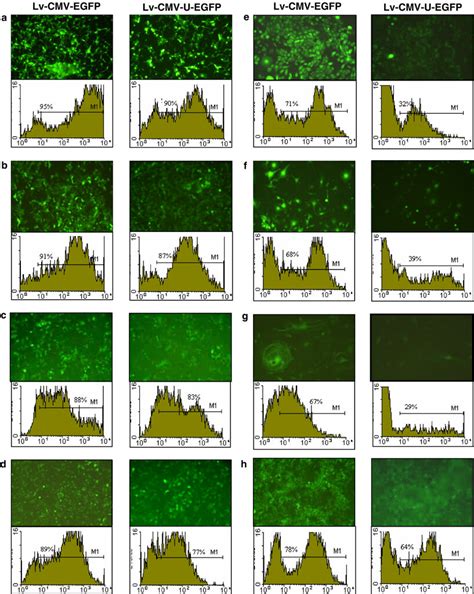 Expression Of Egfp After Infection With Different Lentiviral Vectors