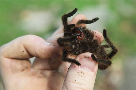 Arkansas Chocolate Tarantula Aphonopelma Baergi Near Bea Flickr