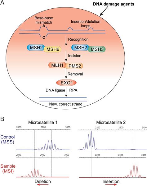 Immunotherapy Efficacy On Mismatch Repair Deficient Colorectal Cancer