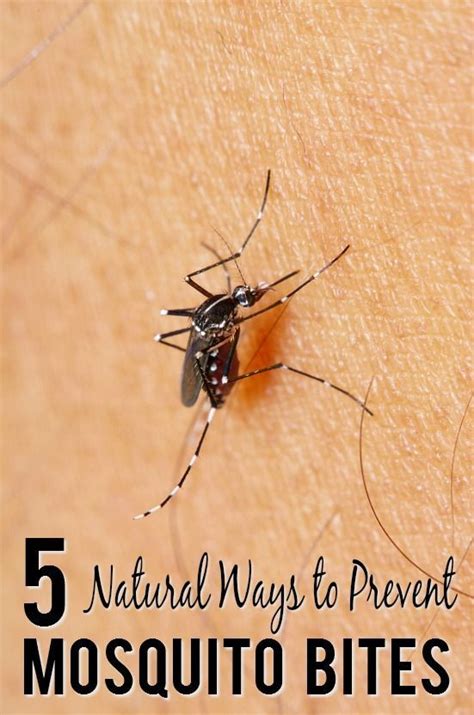 5 Natural Ways To Prevent Mosquito Bites Prevent Mosquito Bites