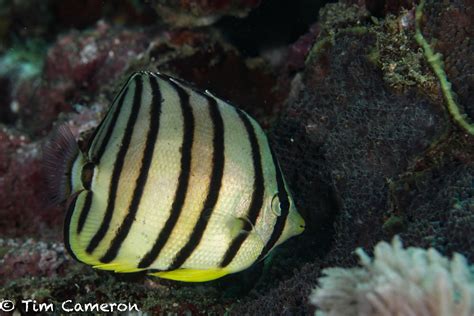 Eightband Butterflyfish Chaetodon Octofasciatus Bali Wildlife