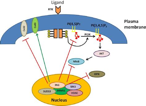 Figure 12 From The Role Of Phosphoinositide Signaling In Breast Cancer