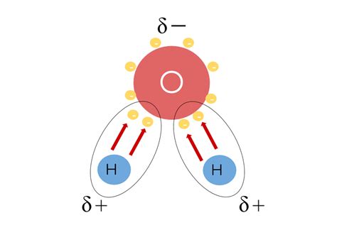 Ap Biology Topic 11 Structure Of Water And Hydrogen Bonding By Biology In Depth Medium