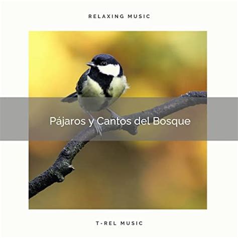 Amazon Music Sonidos De Pajaros P Jaros Y Cantos Del Bosque