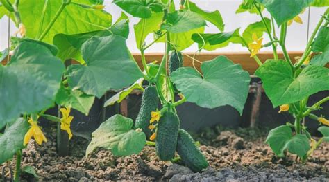 Cucumber Spacing How Far Apart Should You Plant Cucumbers