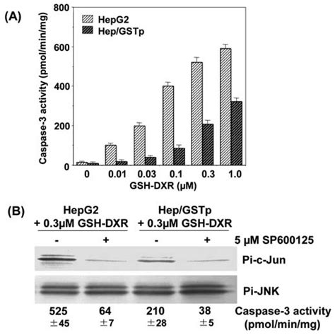 Change In Caspase 3 And JNK Activities In HepG2 And Hep GSTp Cells