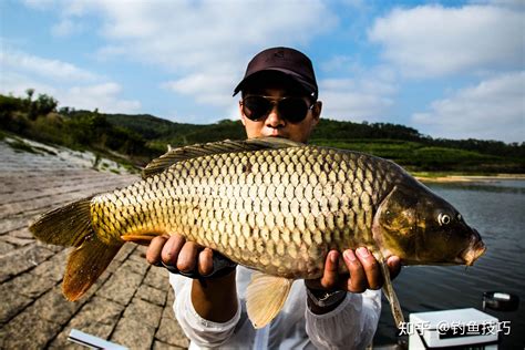 夏季钓大鲤鱼，如何打窝诱鱼快？夏季野钓大鱼的最佳打窝方法 知乎