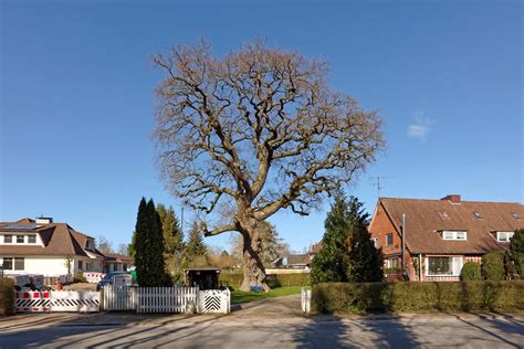 Eiche Bei Hohwacht Monumentale Eichen Von Rainer Lippert