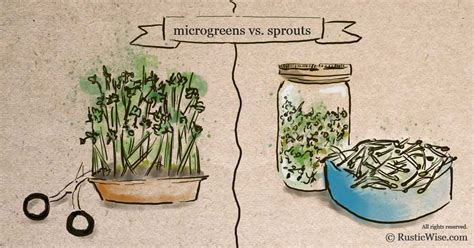 Microgreens vs Sprouts: Similarities and Key Differences You Should » RusticWise