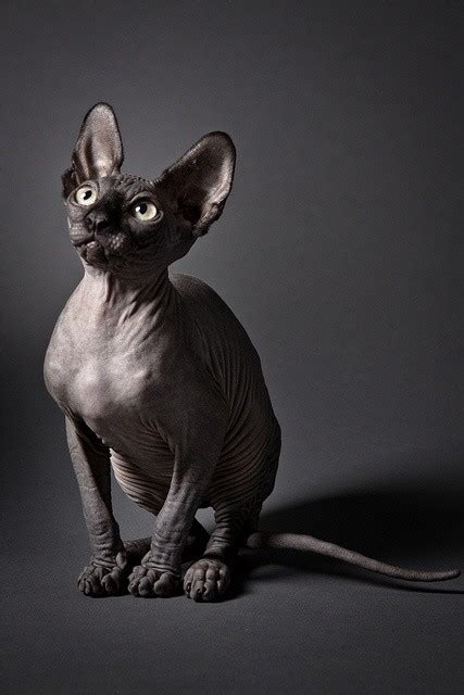 The Hairless Sphynx Cat Kittens Whiskers