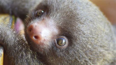 One-Week Old Baby Sloth at Cincinnati Zoo Couldn't Be Any Sweeter - Parade Pets