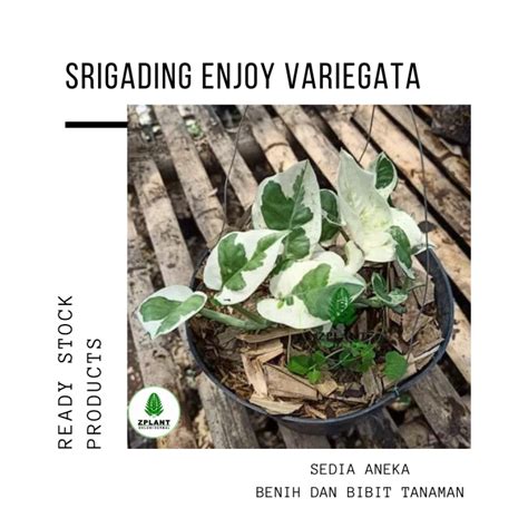 Tanaman Srigading Enjoy Variegata Sirih Gading Varigata Lazada Indonesia