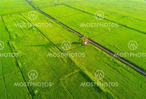 Arial View Of Green Paddy F Av Nelza Jamal Mostphotos