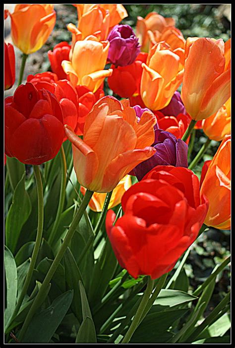 Festival Of Tulips Photograph By Dora Sofia Caputo Pixels