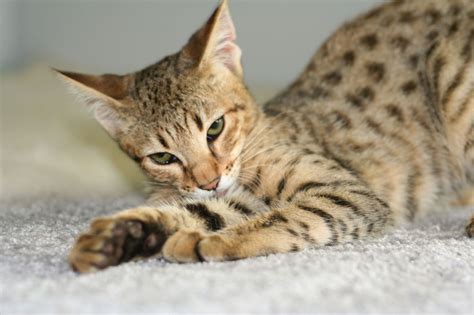 Savannah Cats Size and Appearance